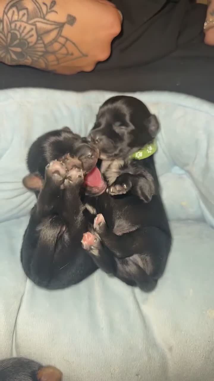 Shorkie dogs for sale: 🐾❤️ GORGEOUS SHORKIE PUPPIES ❤️🐾 in South Shields - Video 2