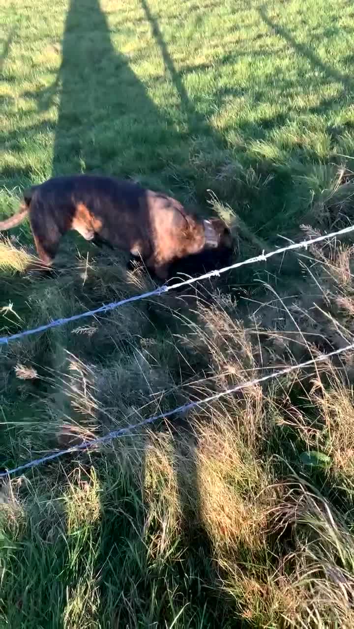 Cane Corso dogs for sale: Cane corso - Video 1