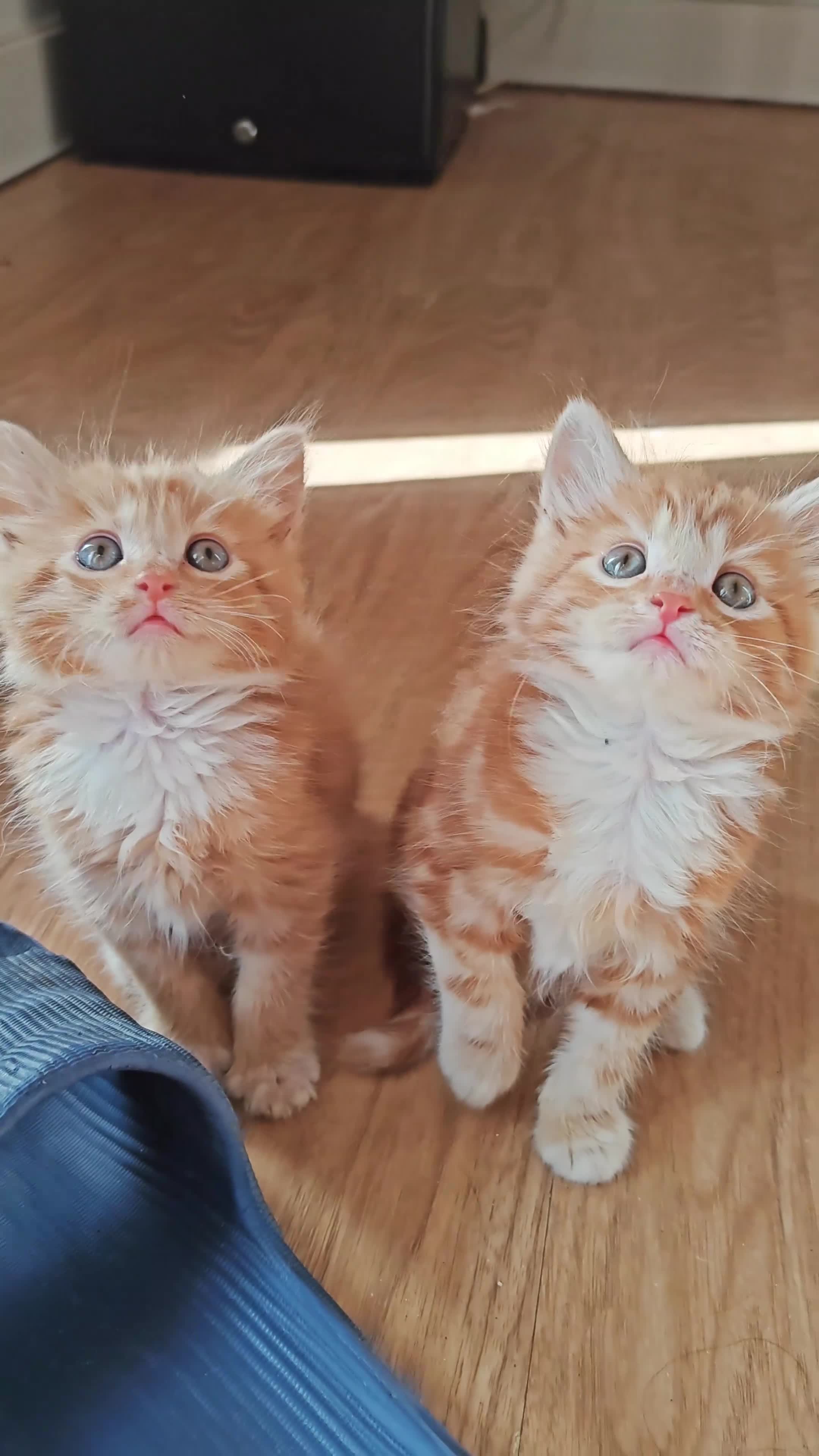Mixed Breed cats for sale: Adorable Fluffy ginger kittens  - Video 1