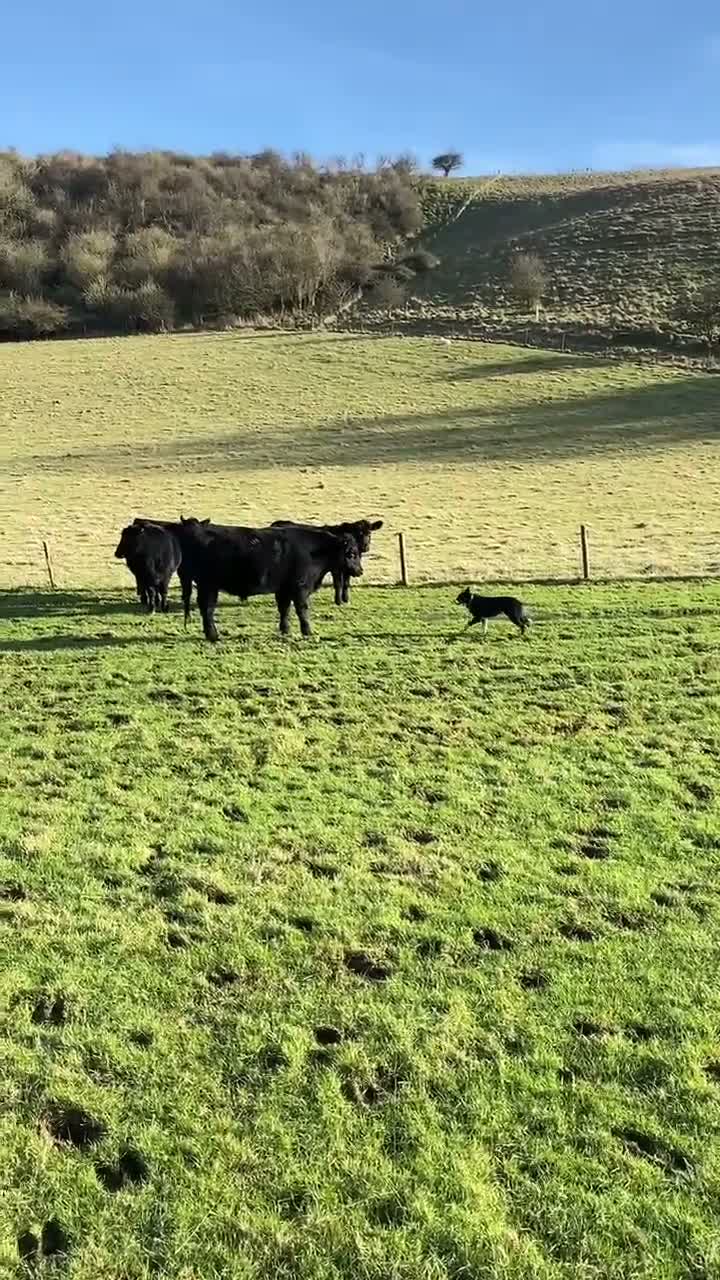 Border Collie dogs for stud: ISDS Reg Collie Stud - Video 1