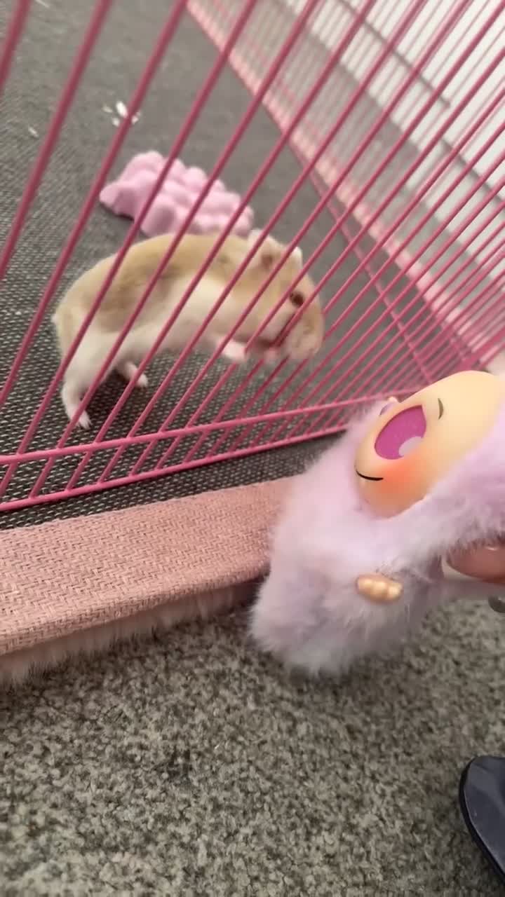 Hamster rodents for sale: Pibble - Dwarf hamster looking for a loving home  - Video 4