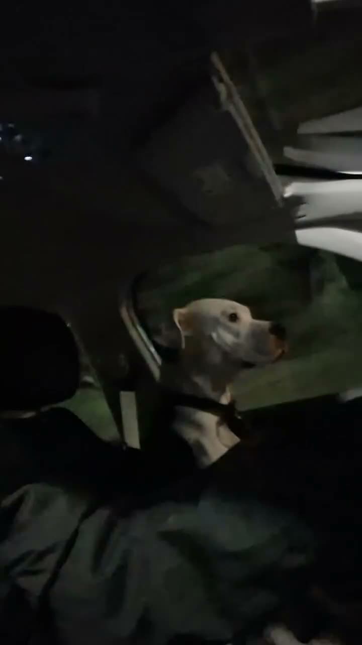 Mixed Breed dogs for sale: Staffy cross americanbulldog asap rehome or foster in Sutton Coldfield - Video 1