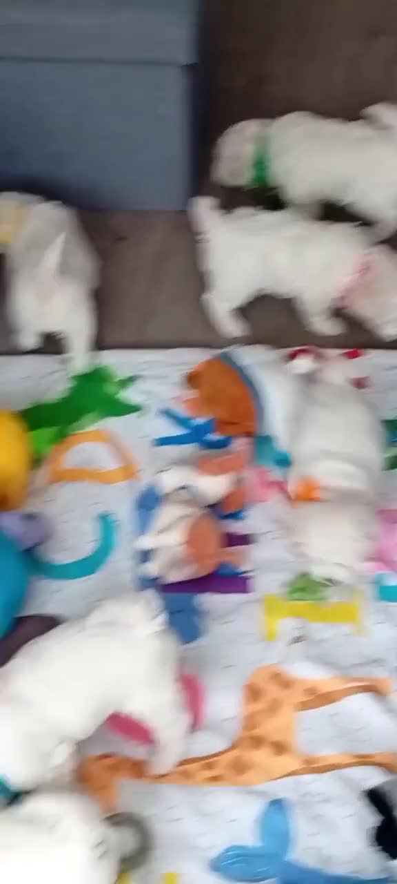 Bichon Frise dogs for sale: Bichon Frise (3 girls left ) - Video 2