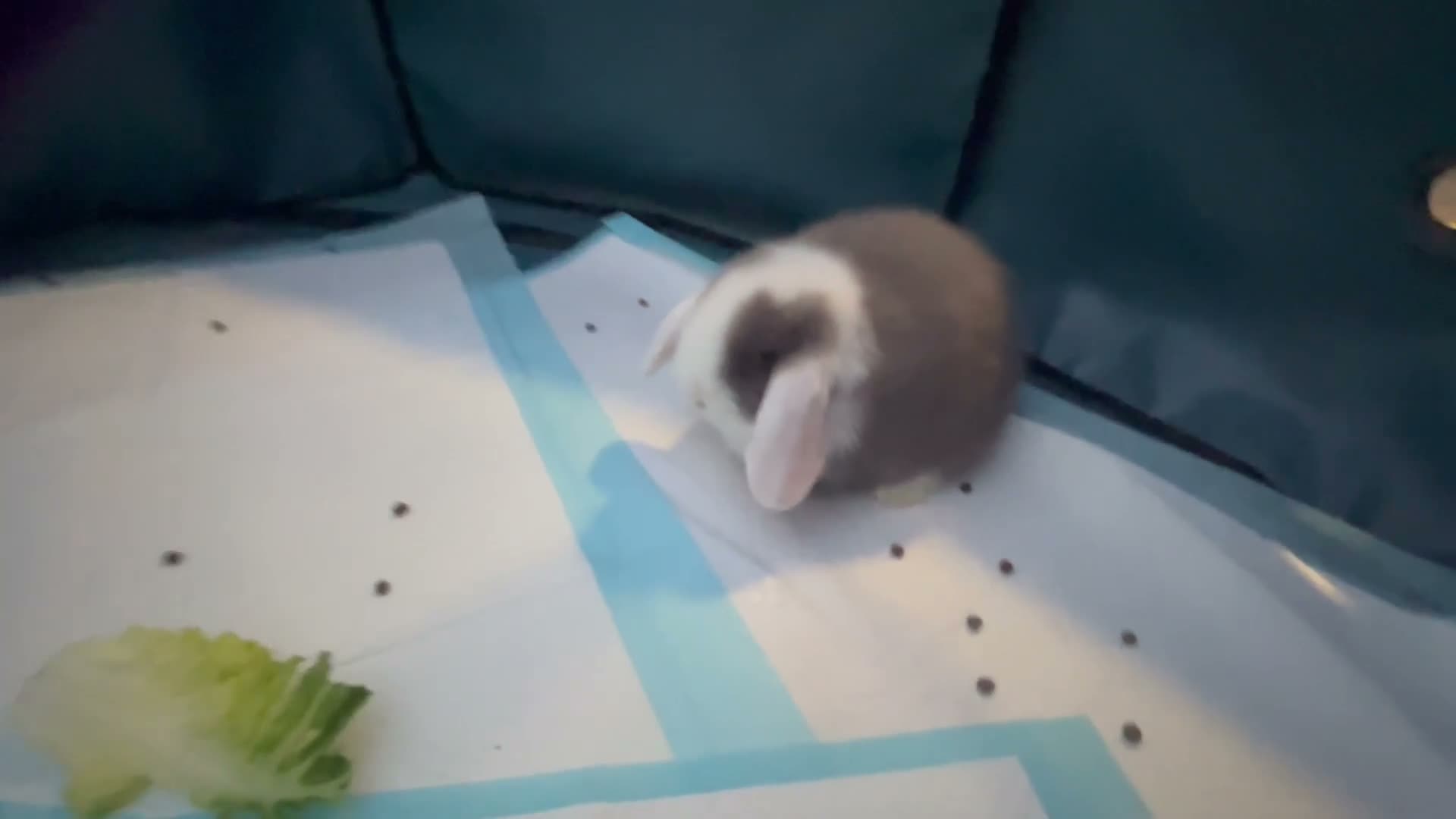 Mini Lop rabbits for sale: Mini lop babies  - Video 2
