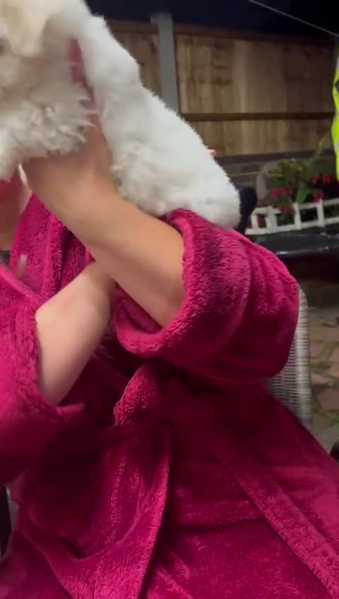 Maltese dogs for sale: Puppy  - Video 1