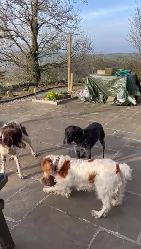 Brittany Spaniel dogs for adoption: Ronnie, 3-year old Brittany male - Video 1