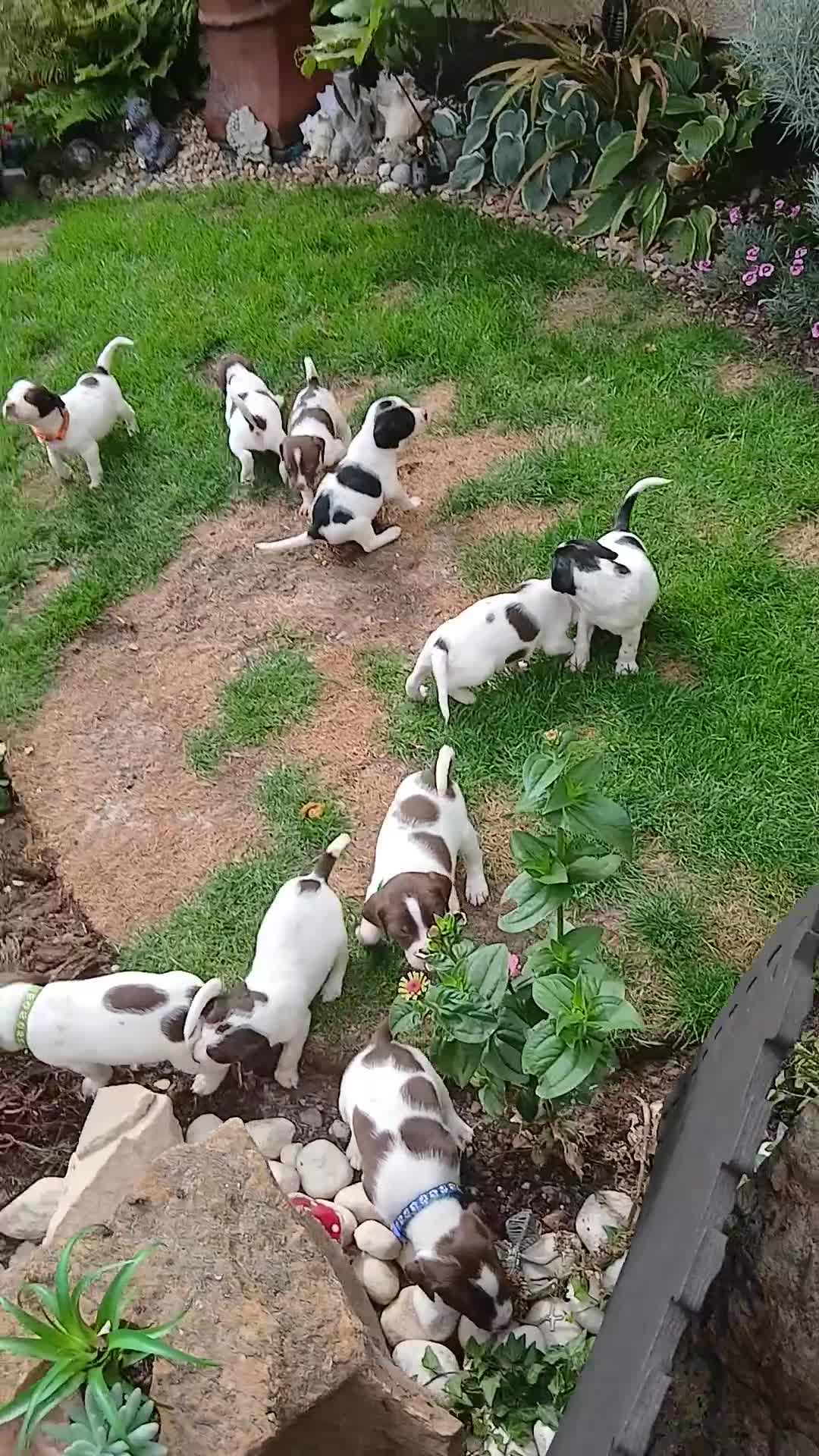 Mixed Breed dogs for sale: Springer x jack russell - Video 1