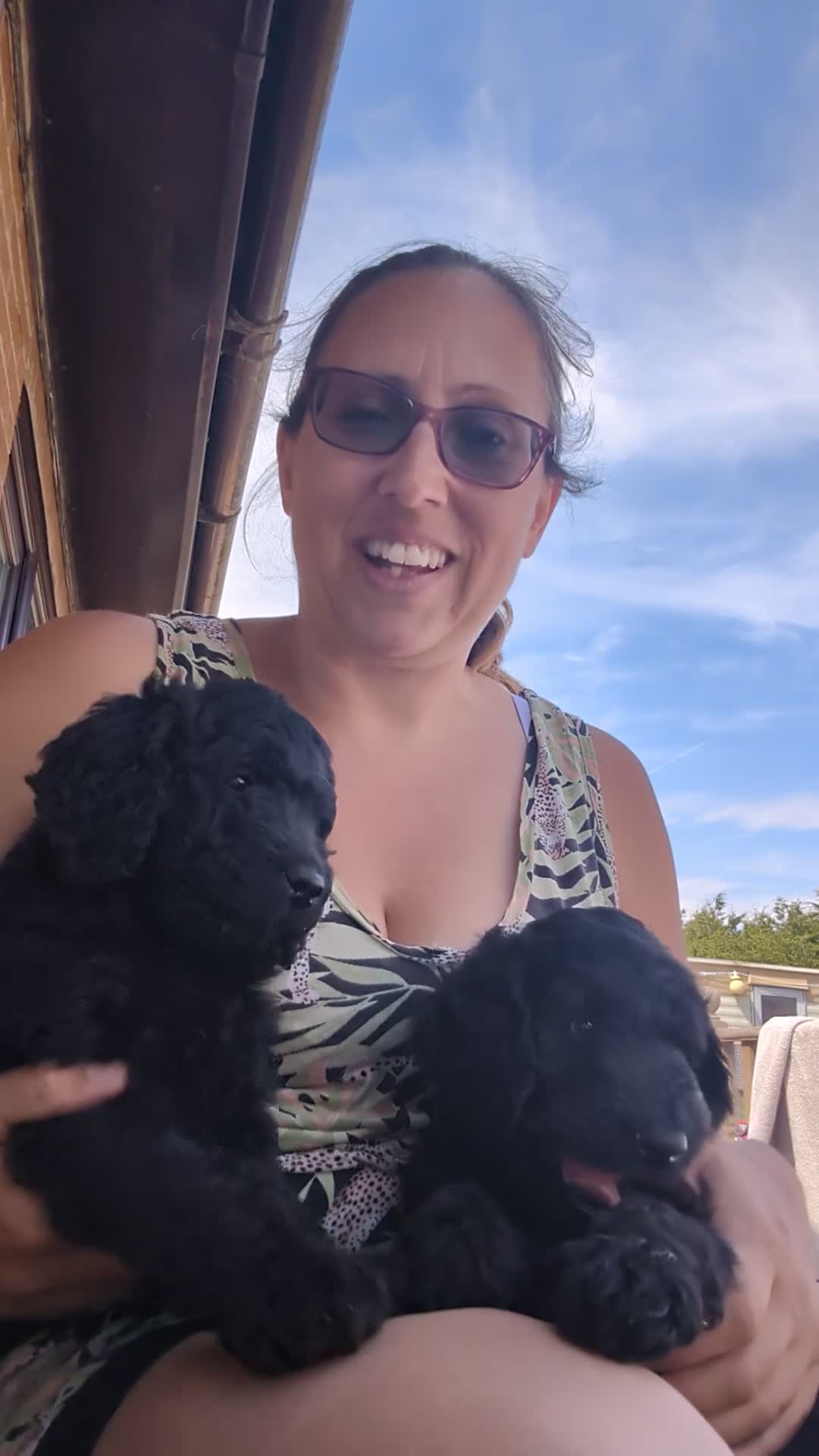 Goldendoodle dogs for sale: F1B Standard Goldendoodle Puppies! 😍🩷 Can save!  - Video 3