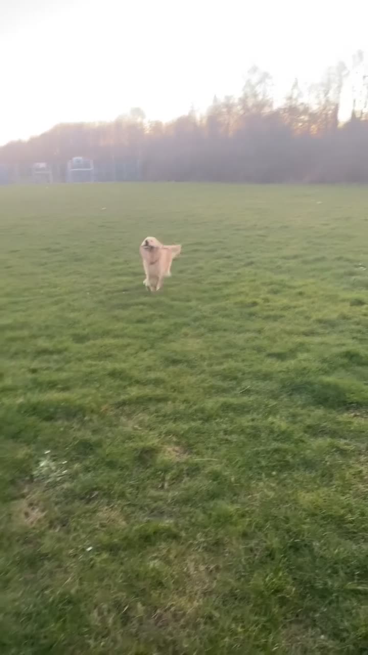 Golden Retriever dogs for sale: Golden retriever for sale in Rotherham - Video 1