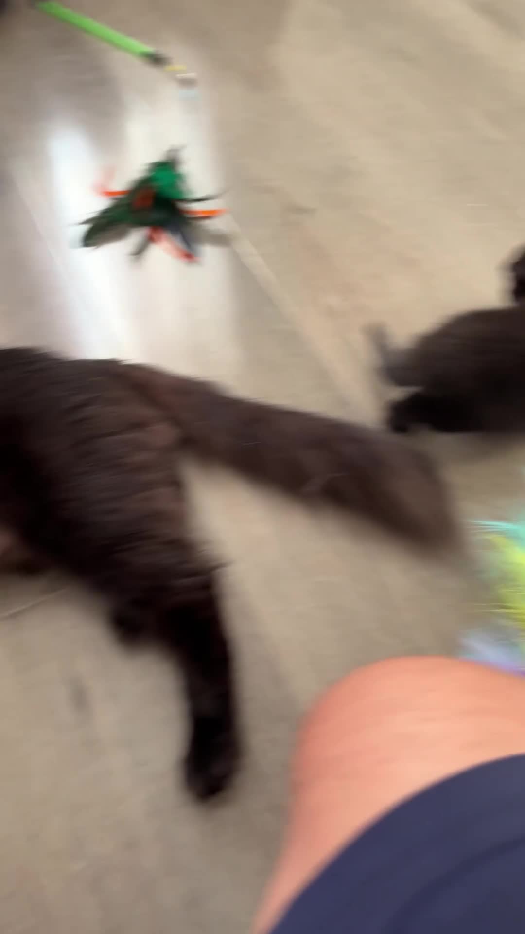 Turkish Van cats for sale: Black and white kittens last boy left  - Video 2
