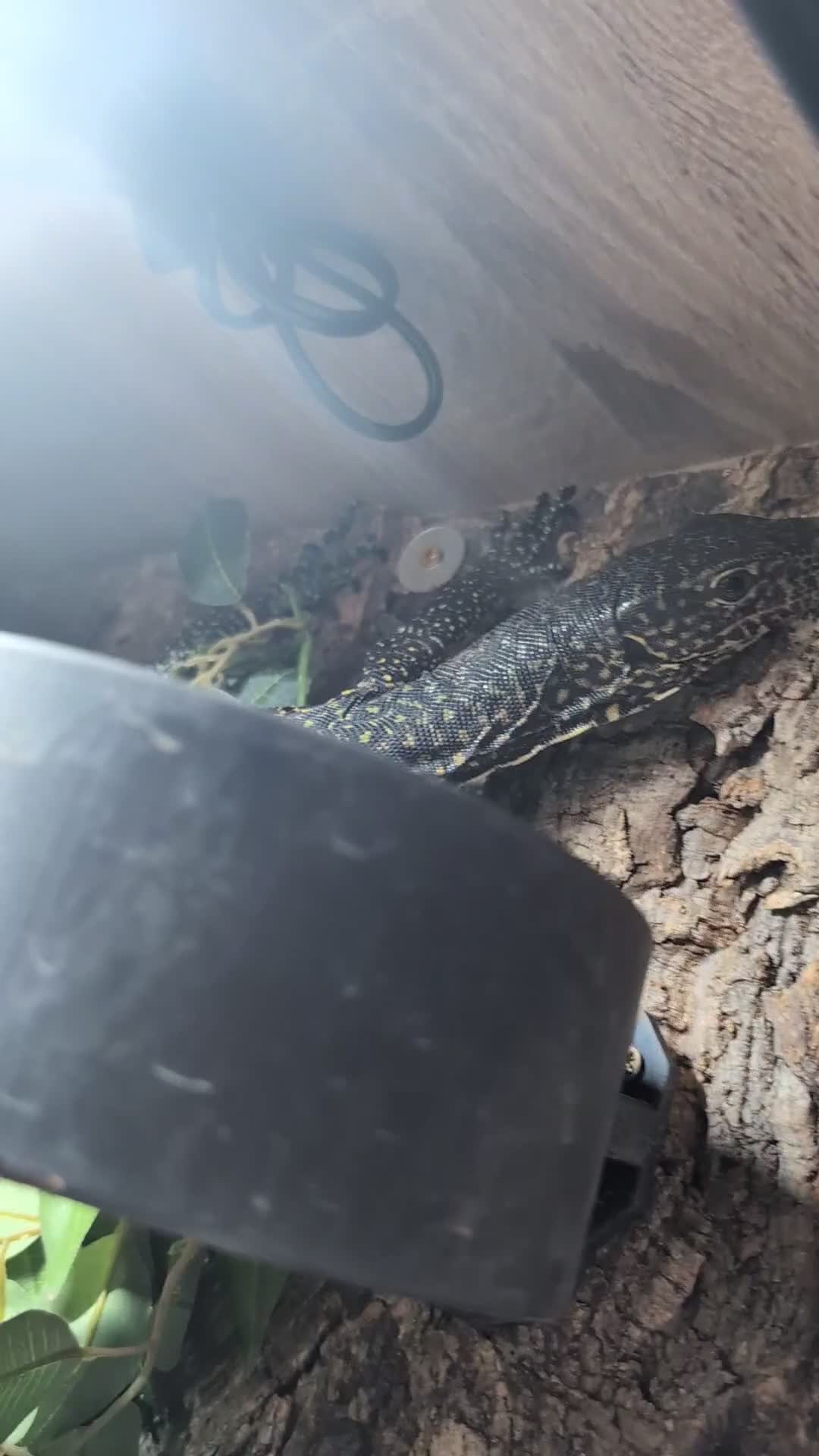 Monitor reptiles for sale: Varanus doreanus  blue tailed monitor  - Video 1