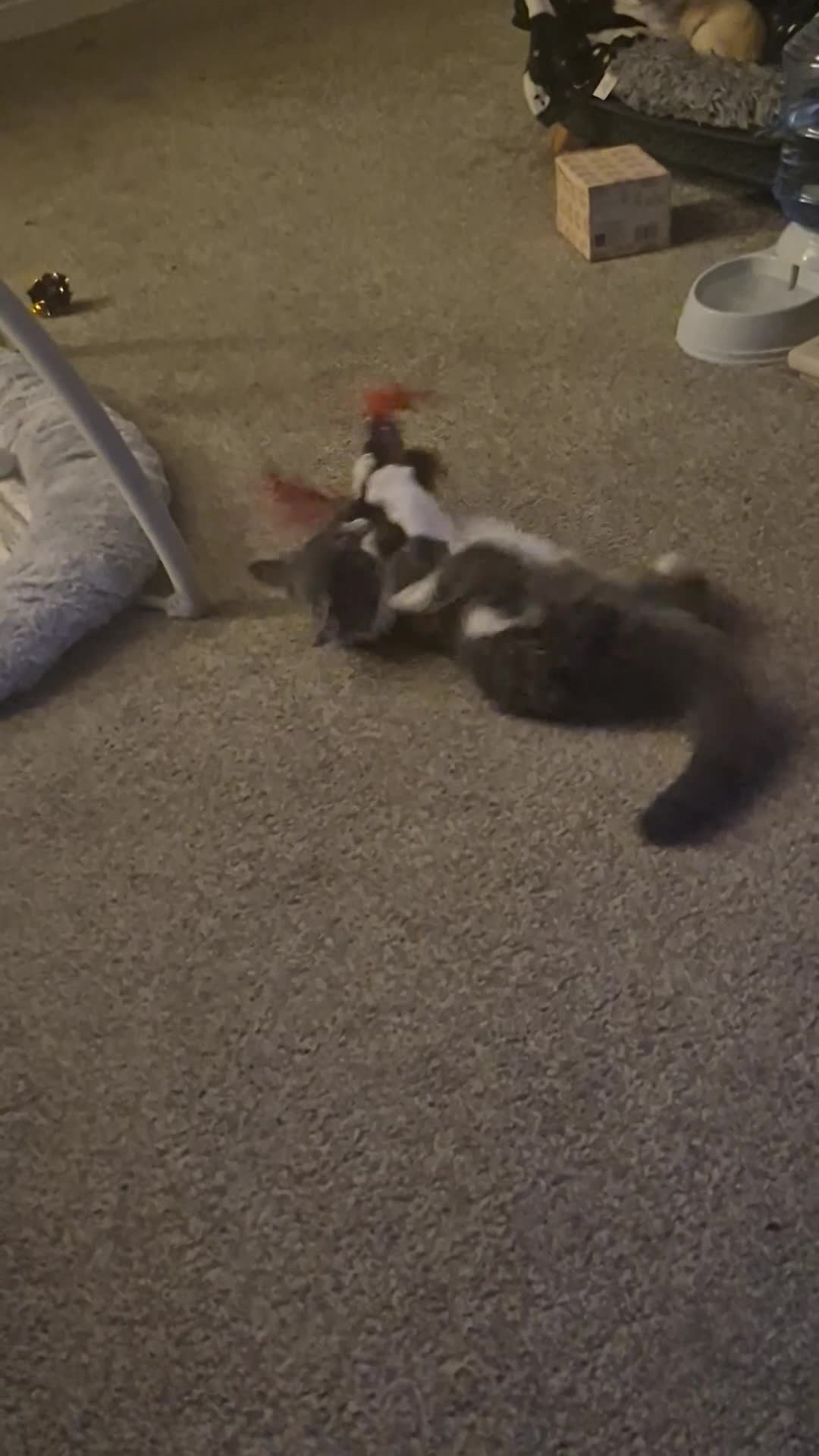 Maine Coon cats for sale: Maine Coon X British Shorhair for Adoption in Wolverhampton - Video 1