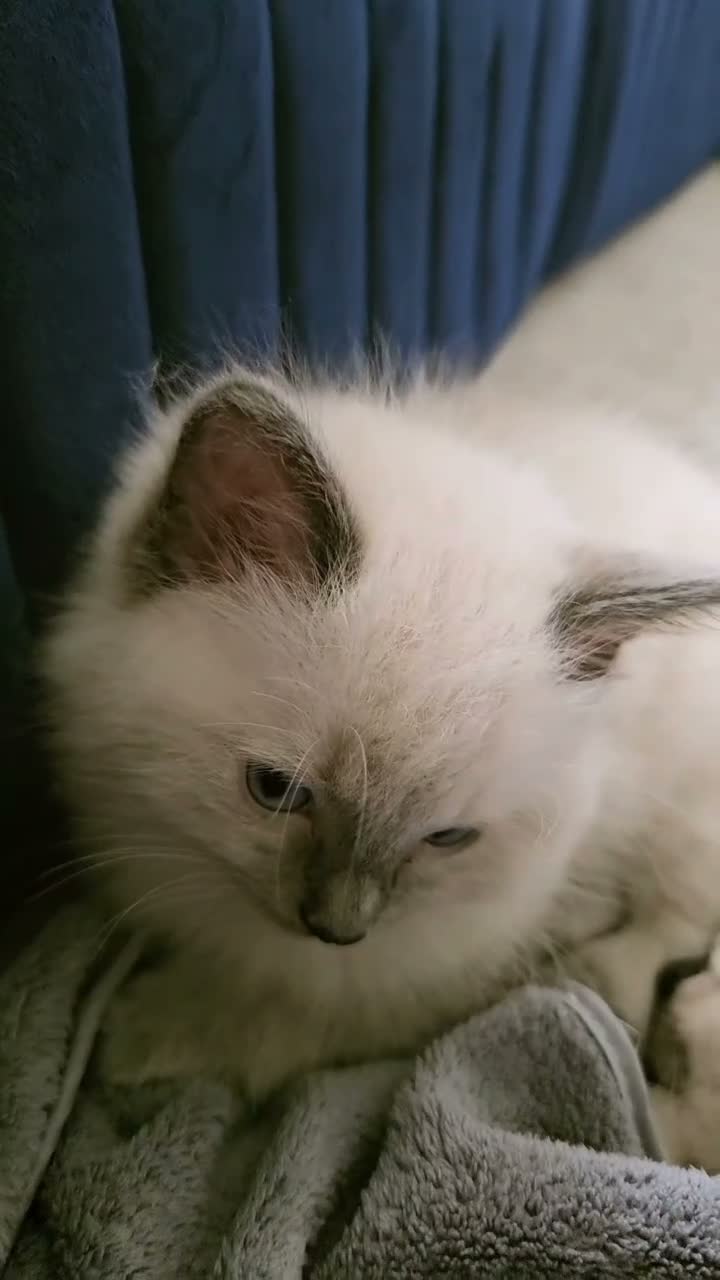 Ragdoll cats for sale: Two male Ragdoll cats are ready to leave.  - Video 1