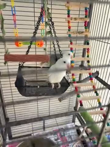Lovebirds birds for sale: Beautiful Pair of Albino Lovebirds for Sale – in Stanmore - Video 1