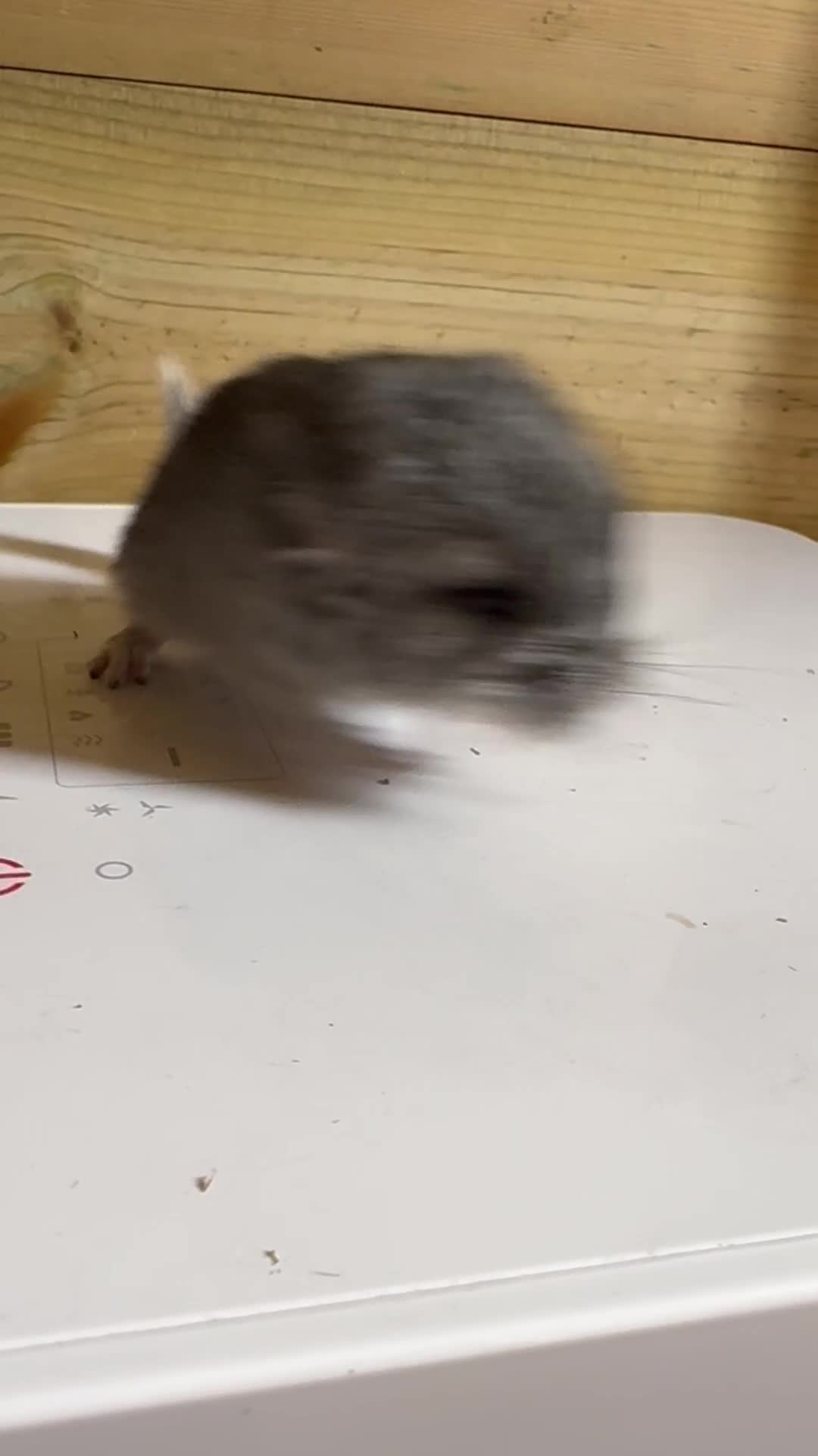 Chinchilla rodents for sale: Adorable tame chinchilla female kit - Video 1