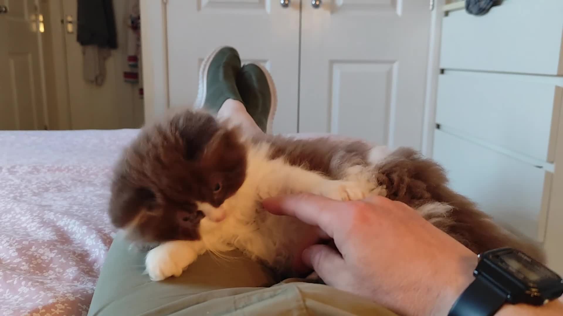 British Longhair cats for sale: Stunning Males TICA Reg - Video 1
