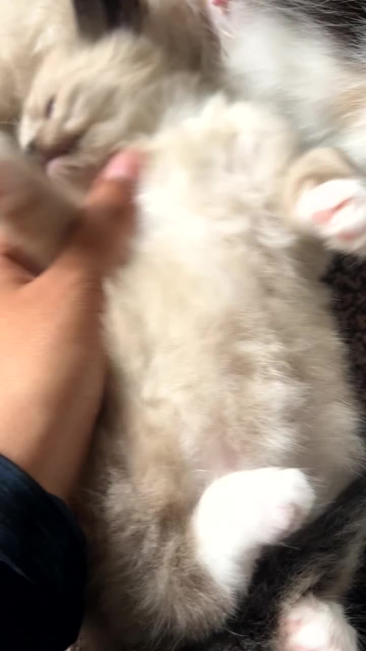 Ragamese cats for sale: Playful Ragamese Kittens (12 Weeks) - Video 2