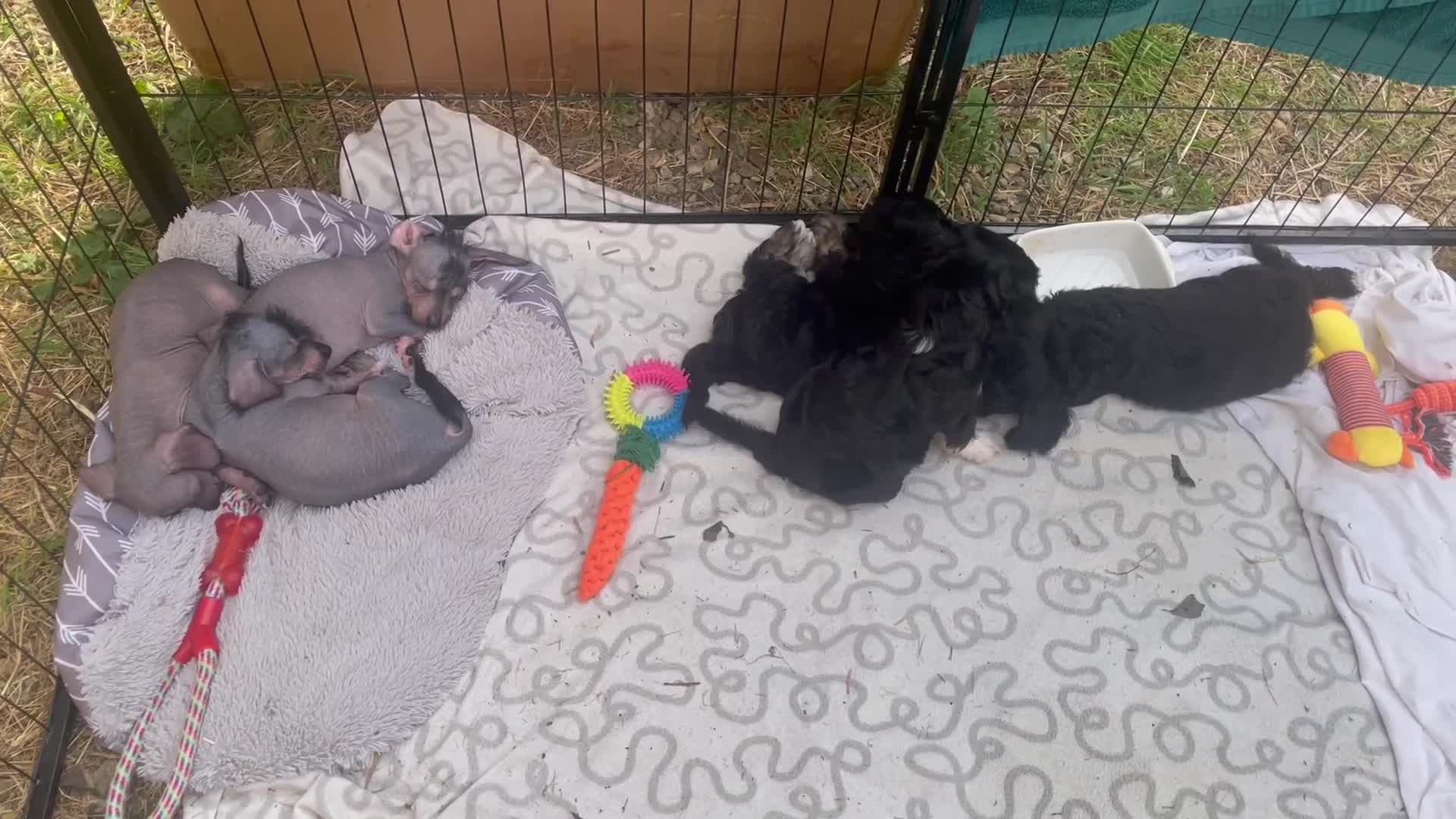Mixed Breed dogs for sale: Chinese Crested X Cavapoo Puppies - Litter of 6 - Video 2