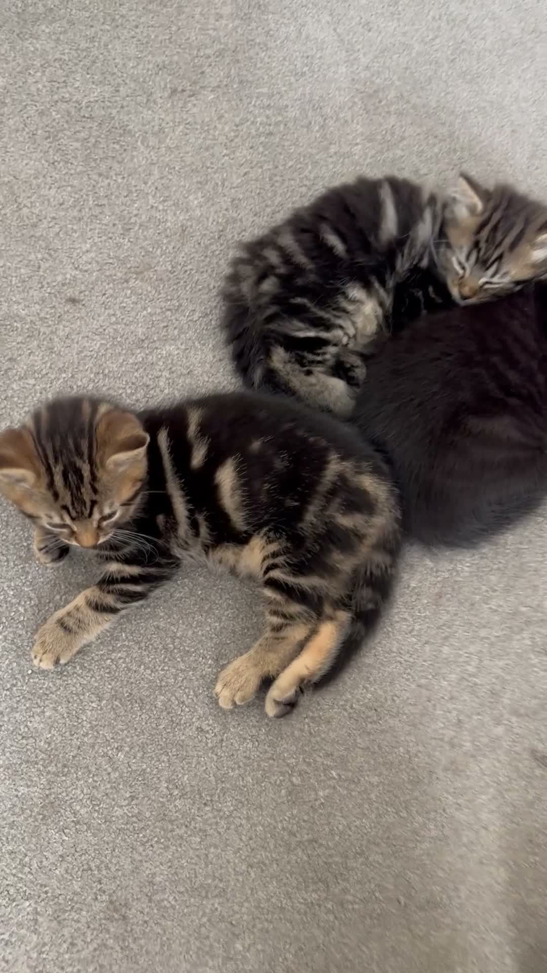 Mixed Breed cats for sale: 1 Tabby kitten for sale - Video 1