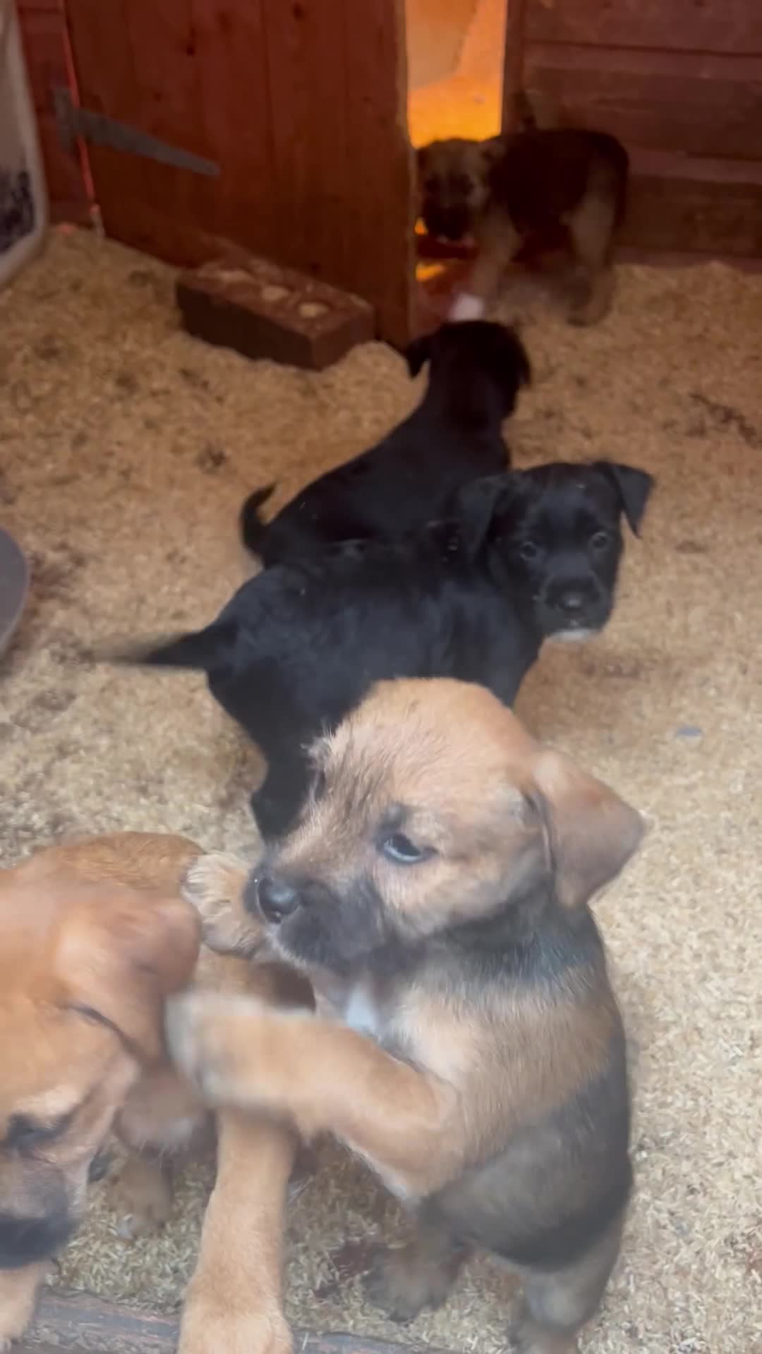 Mixed Breed dogs for sale: Patterdale x Boarder Lakeland Terrier puppies - Video 1