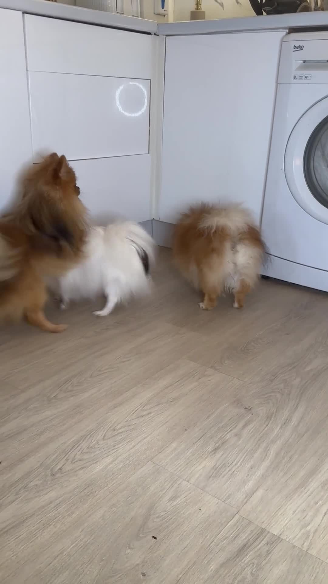 Pomeranian dogs for sale: Pomeranian puppies 💕 - Video 1