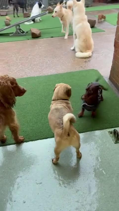 Mixed Breed dogs for adoption: 💙FRED &❤️WILMA – A Bonded Pair Of Puggles  - Video 2