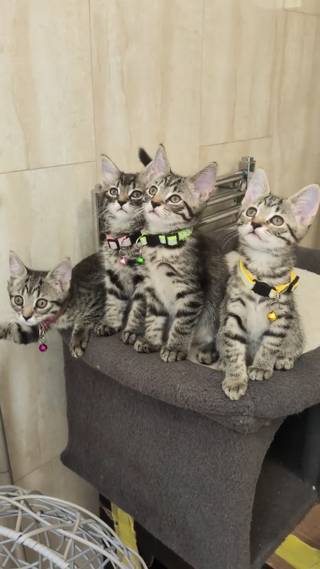 Mixed Breed cats for sale: Adorable kittens in London(SE18)😻😍😻 - Video 1