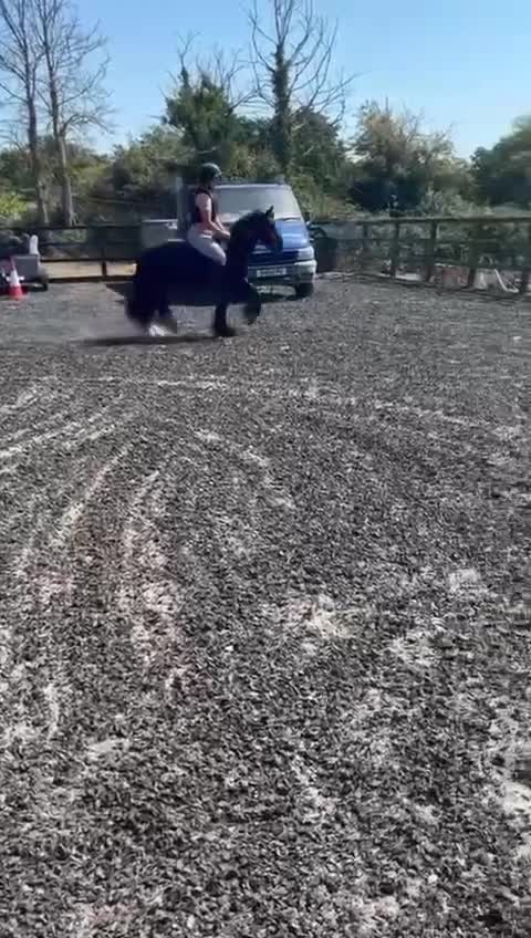 Irish Cob horses for sale: Ride and drive 12.2 cob - Video 2