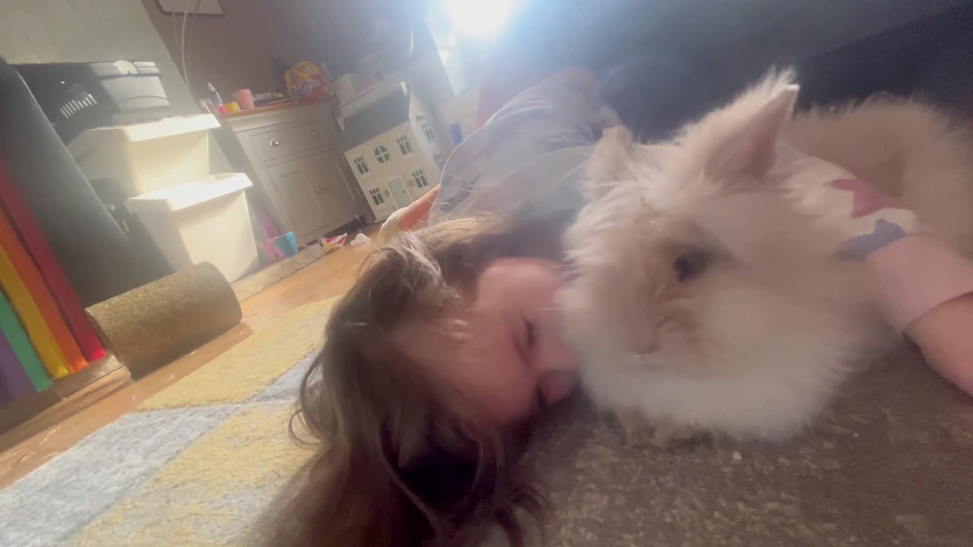 Lionhead rabbits for sale: Rabbit looking for new forever home  - Video 1