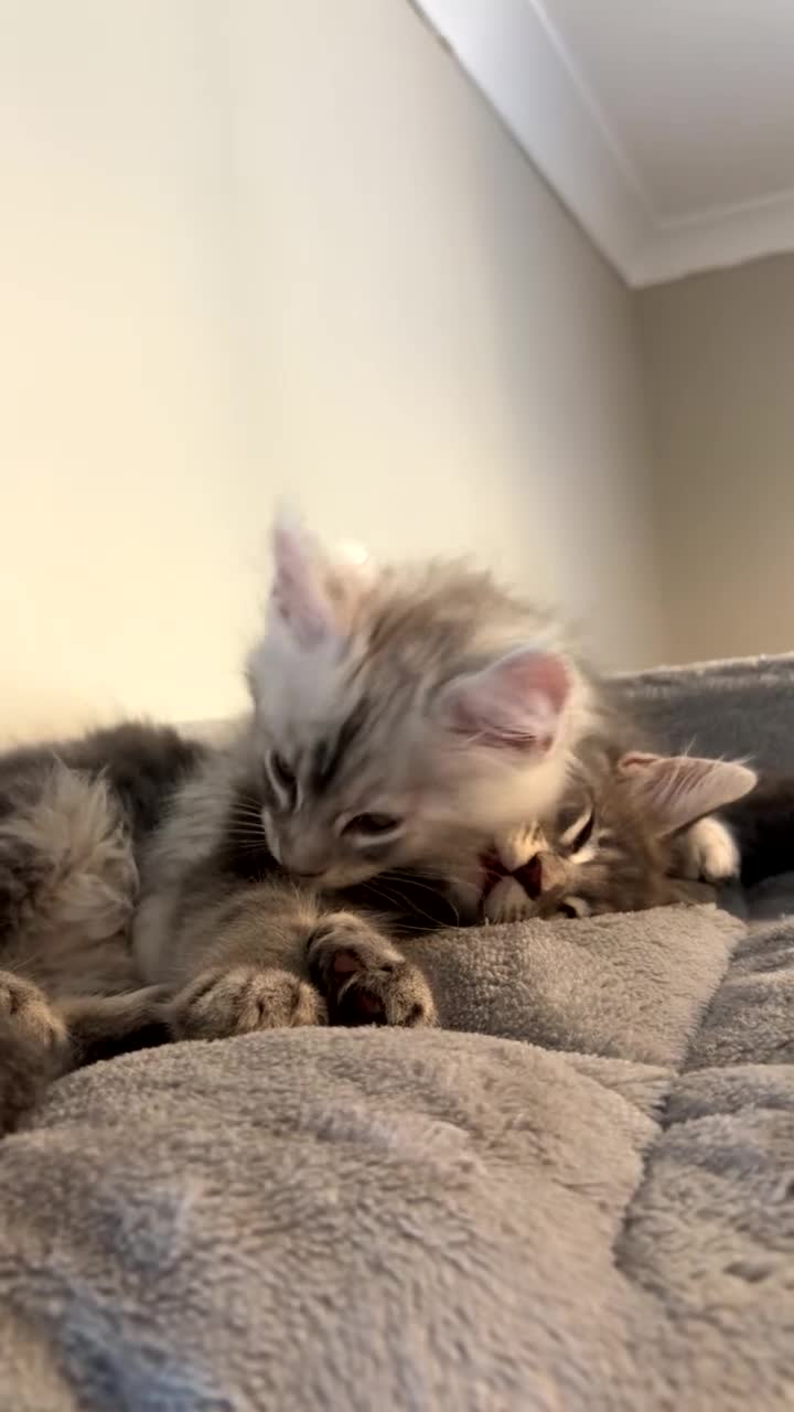 Maine Coon cats for sale: 6 beautiful blue silver mainecoons  - Video 2