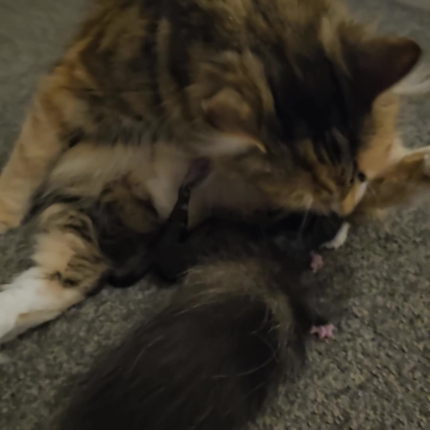 Mixed Breed cats for sale: Mixed breed with Maine Coone kitten  - Video 1