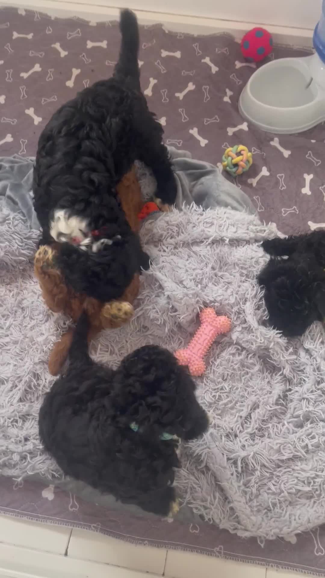 Cavapoo dogs for sale: 🐶 F1B CAVAPOOS 5* HEALTH CHECK 🐶 - Video 1