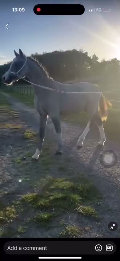 Welsh Section A horses for sale: Olaf- true little gem! - Video 2