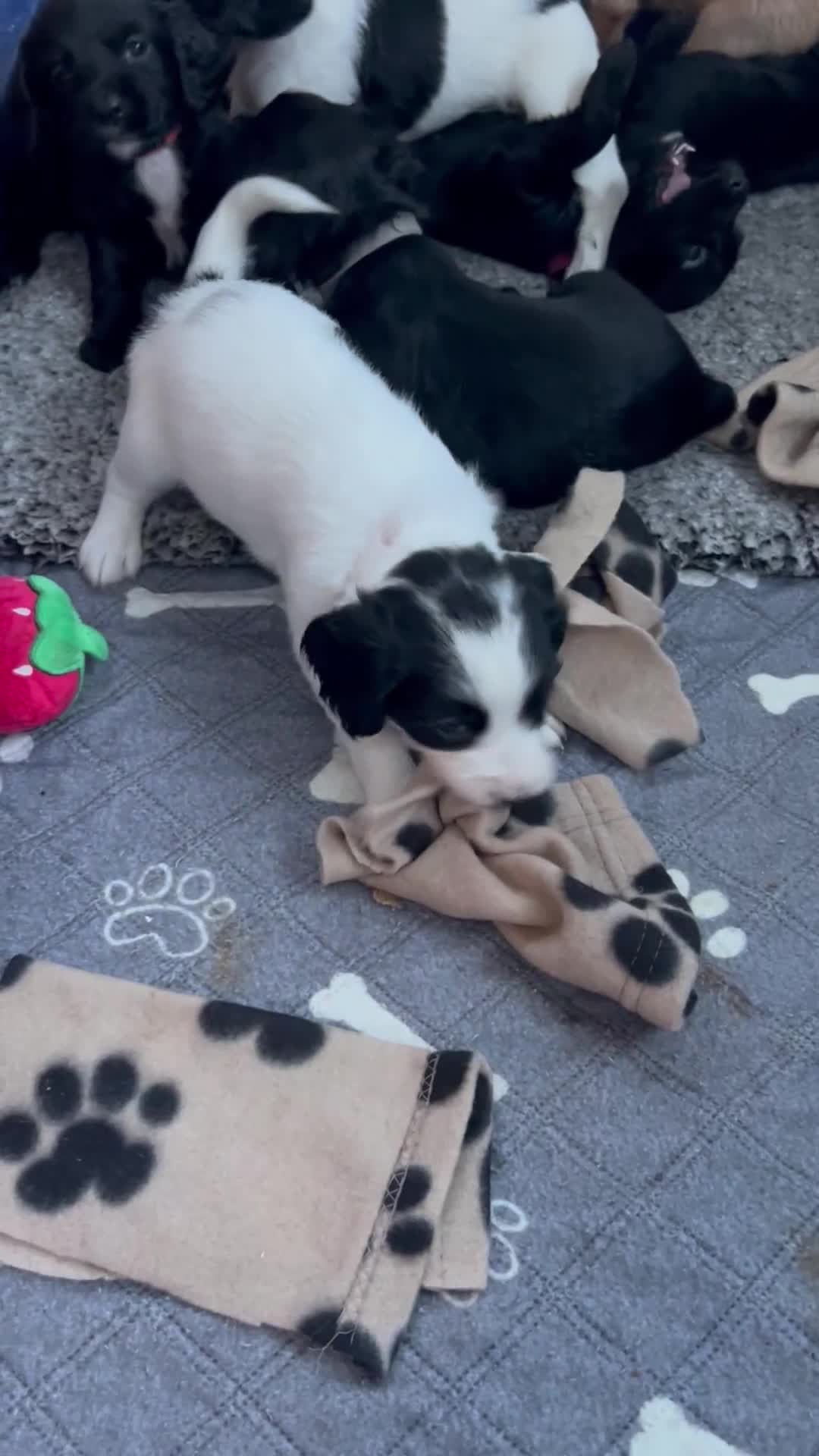 Sprocker dogs for sale:  Sprocker Spaniel READY TO LEAVE!!! 🐶 Only 1 left - Video 1