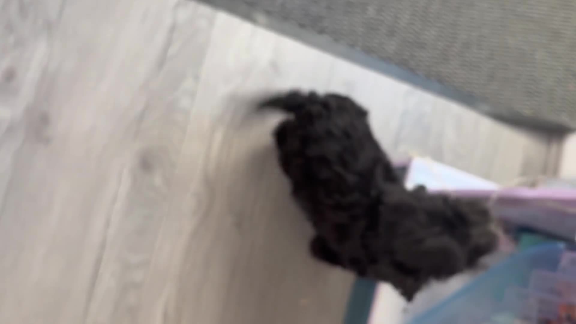 Cockapoo dogs for sale: Cockapoo puppies READY NOW  - Video 1