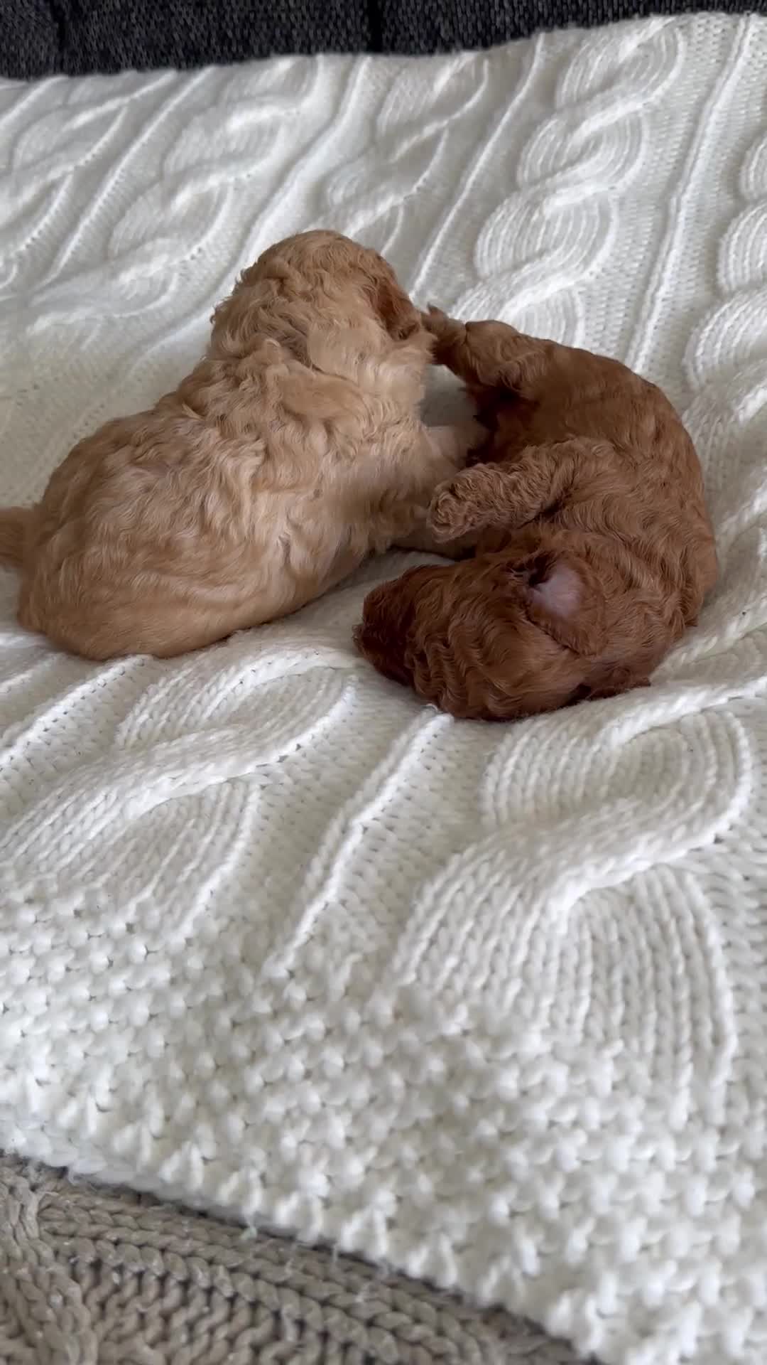 Cockapoo dogs for sale: Perfect Cockapoo Puppies  - Video 2