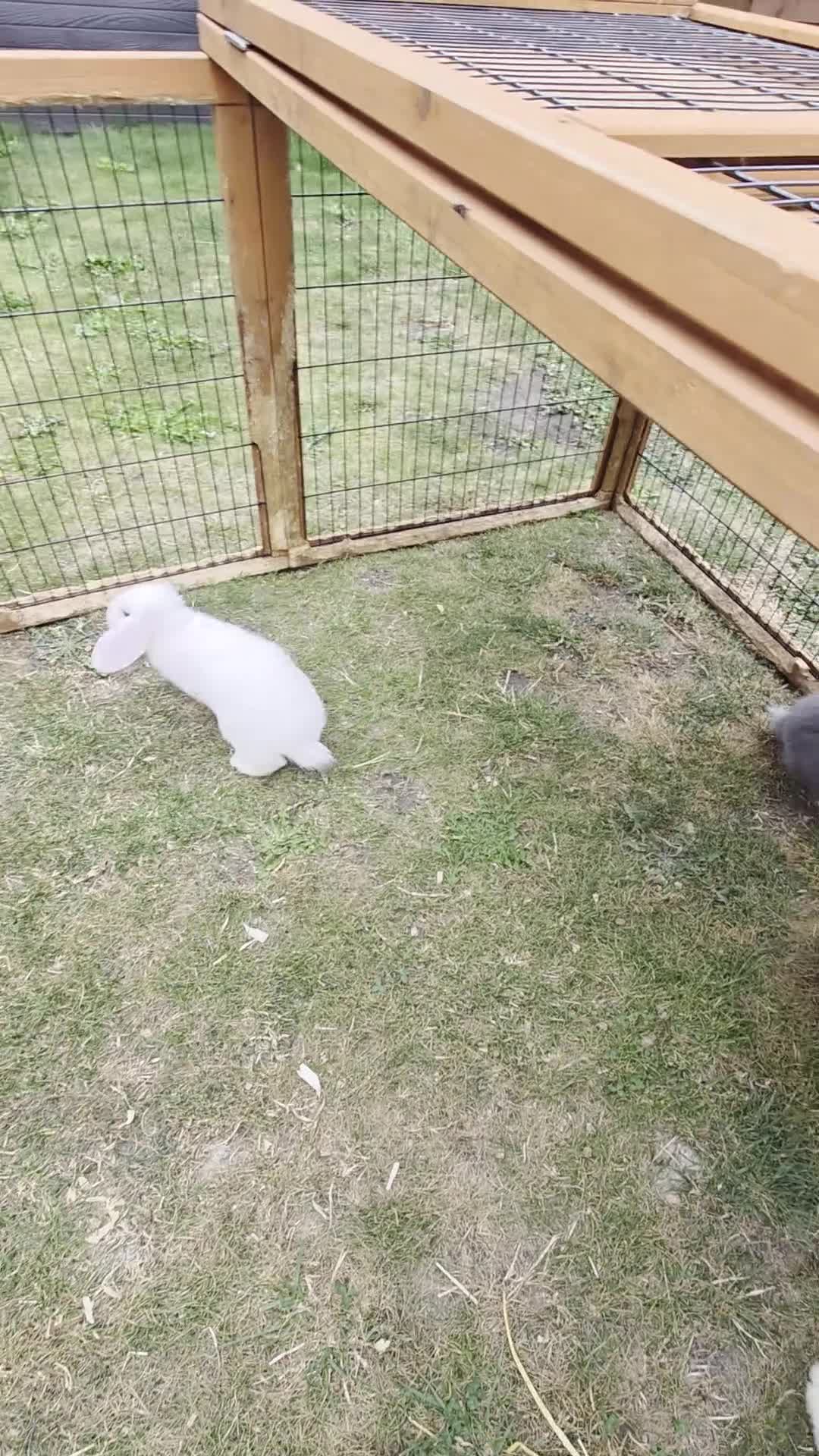 Mini Lop rabbits for sale: Mini lop cross french lop - Video 1
