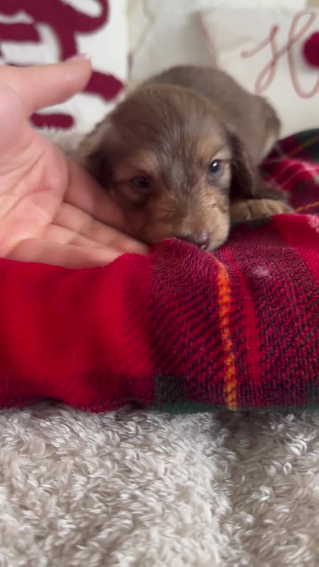 Miniature Dachshund dogs for sale: Top quality long haired miniature dachshunds  - Video 2