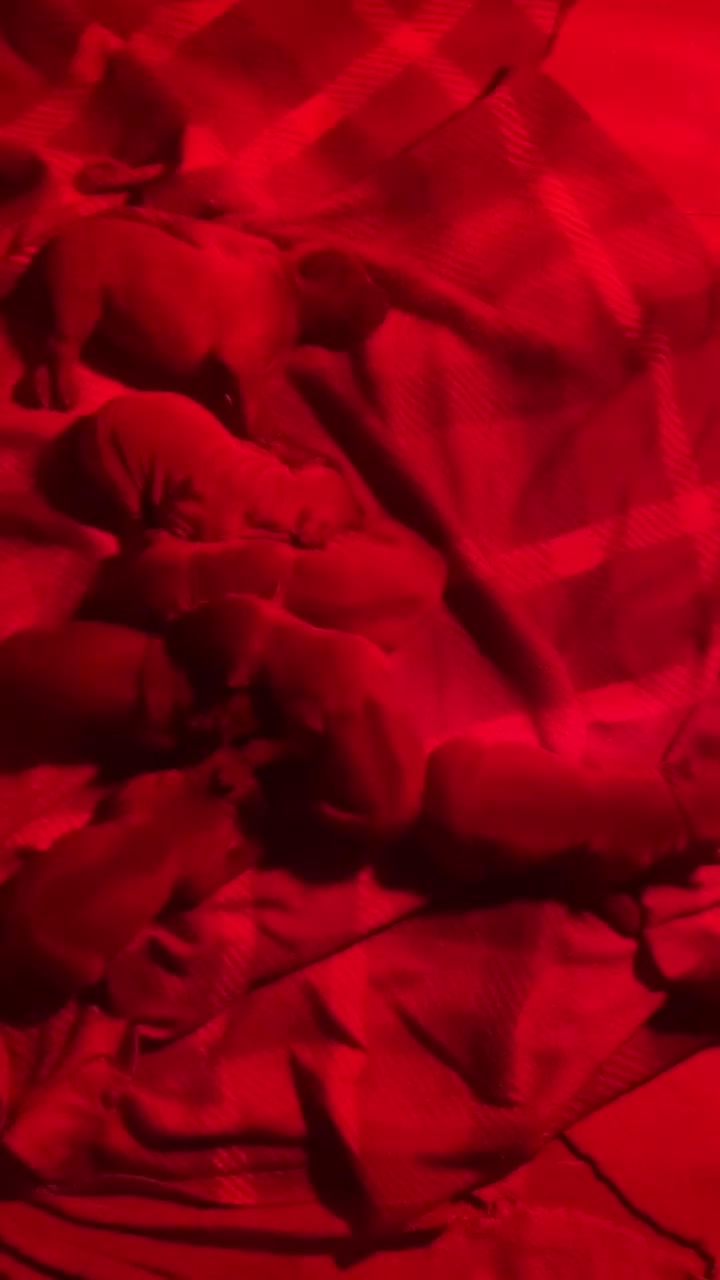 Thai Ridgeback dogs for sale: Thai Ridgeback puppy’s 🏆 - Video 1