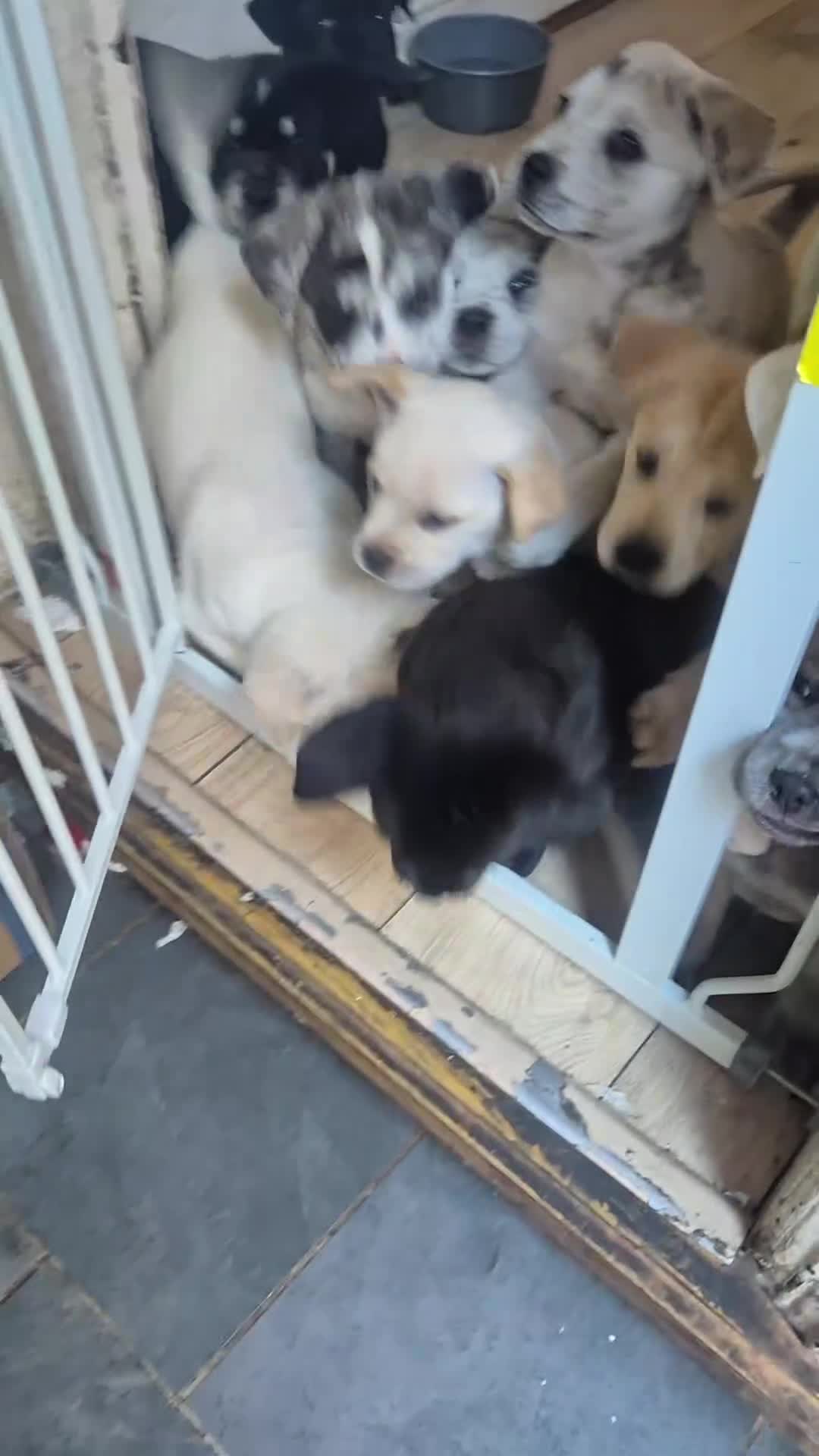 Mixed Breed dogs for sale: 3 Cane Corso female x Husky male9 weeks old ready - Video 5