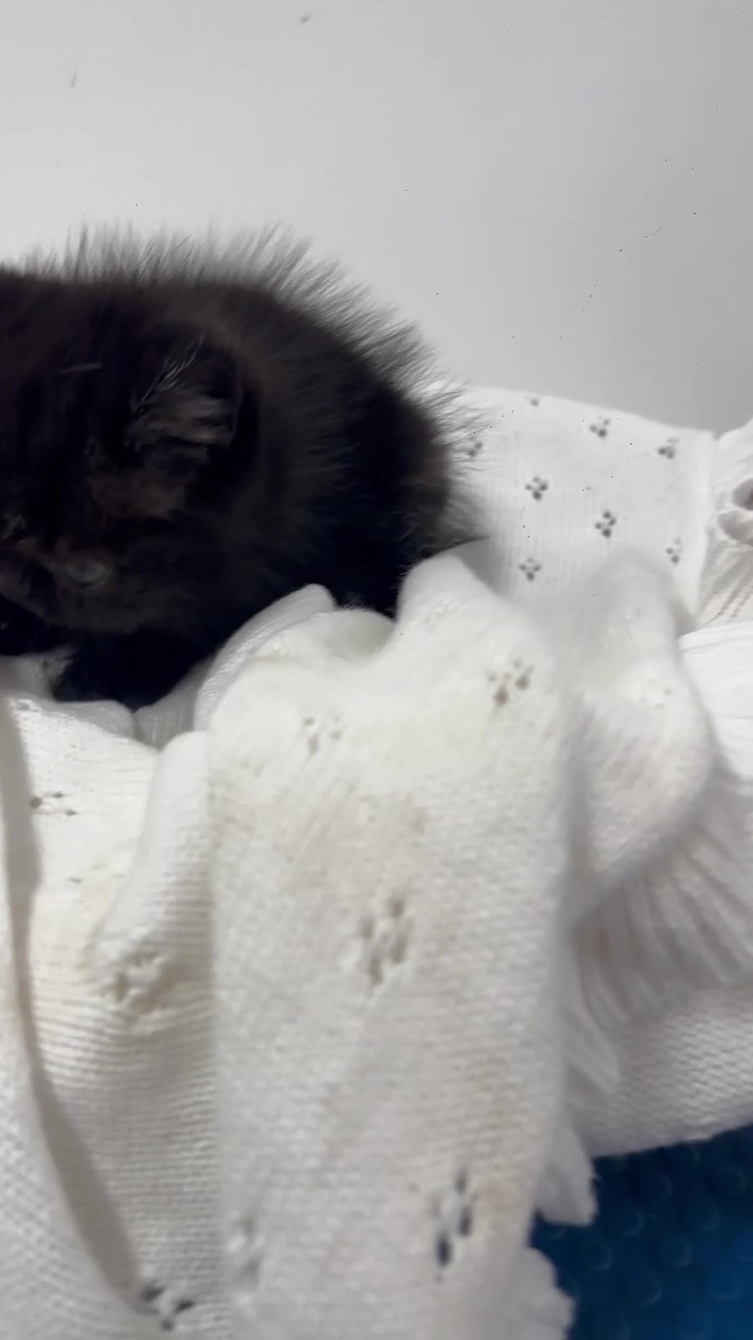 Exotic cats for sale: 2 high quality exotic females  - Video 1