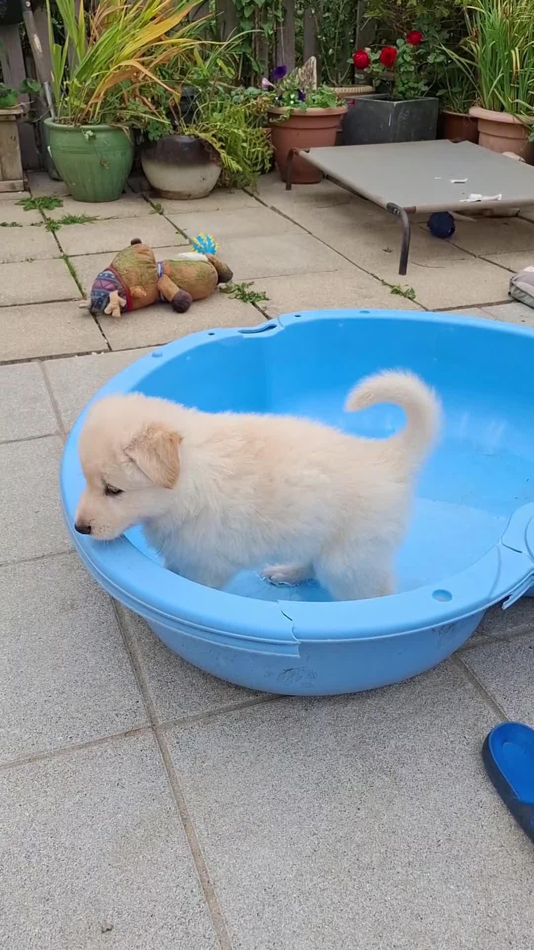 German Shepherd dogs for sale: Stunning litter of German shepherd puppies   - Video 1