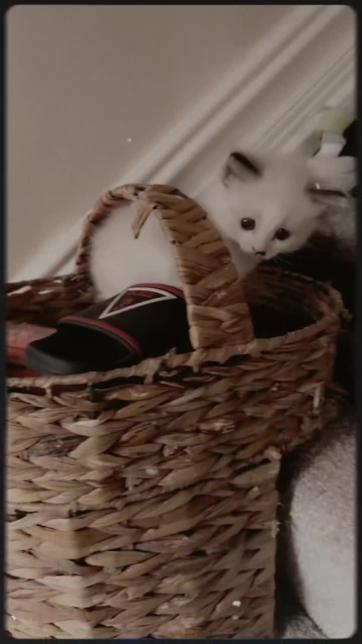 Ragdoll cats for sale: Ragdoll kittens  - Video 3