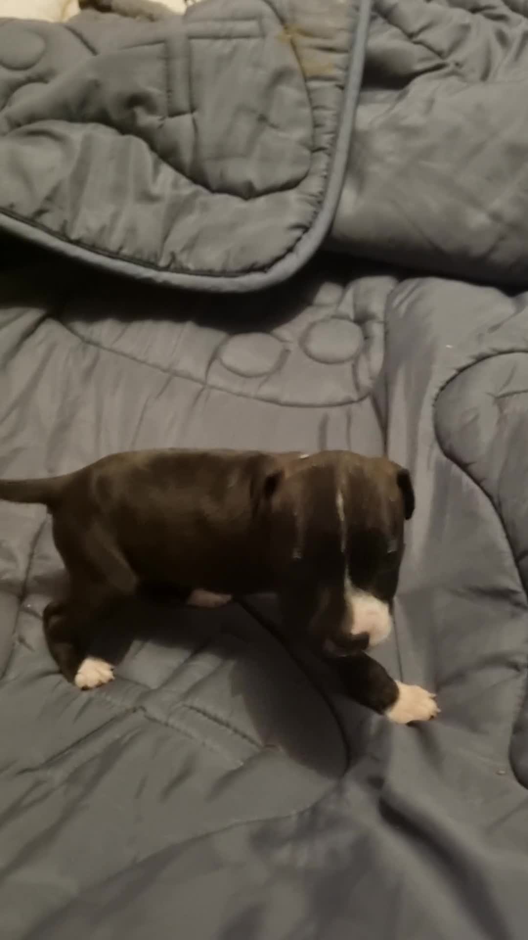 American Bull Staffy dogs for sale: American bull Staffy puppies in Chatham - Video 4