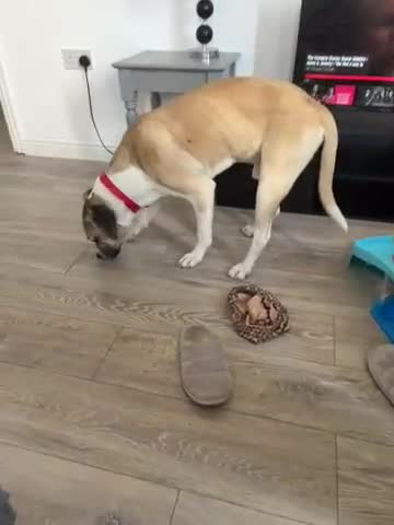 Mixed Breed dogs for sale: American bull dog x Staffordshire bull terrier  - Video 1