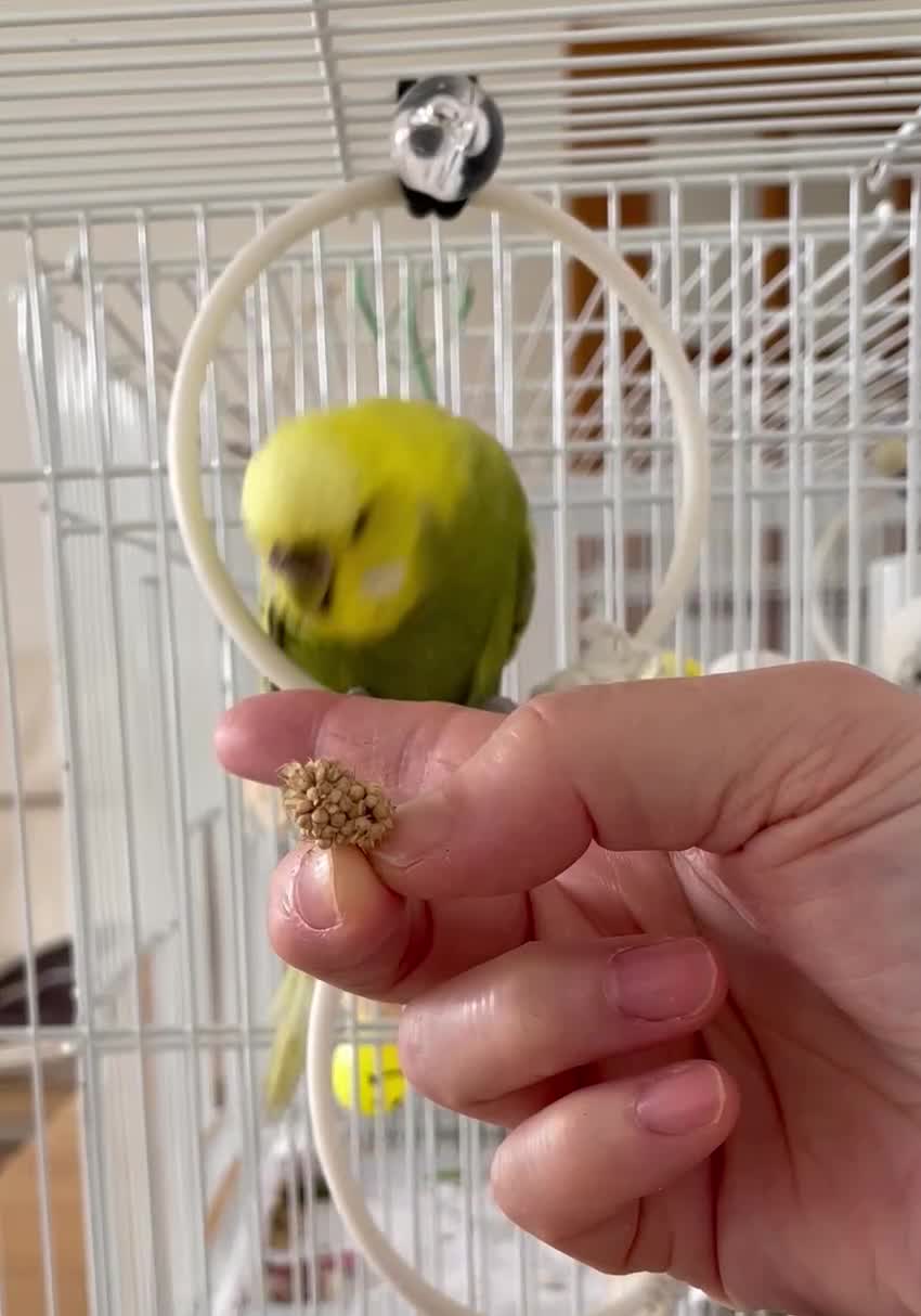 Budgerigars birds for sale: Beautiful Tame Budgies - Video 1