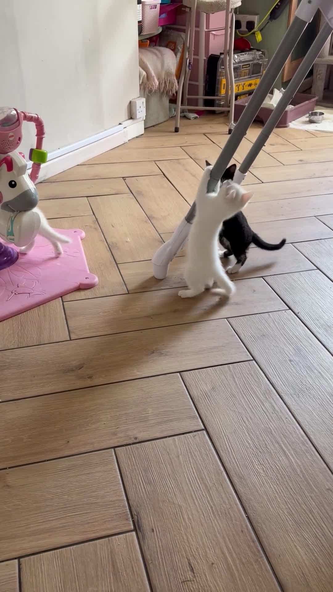 RagaMuffin cats for sale: Raggamuffin x kittens  - Video 2