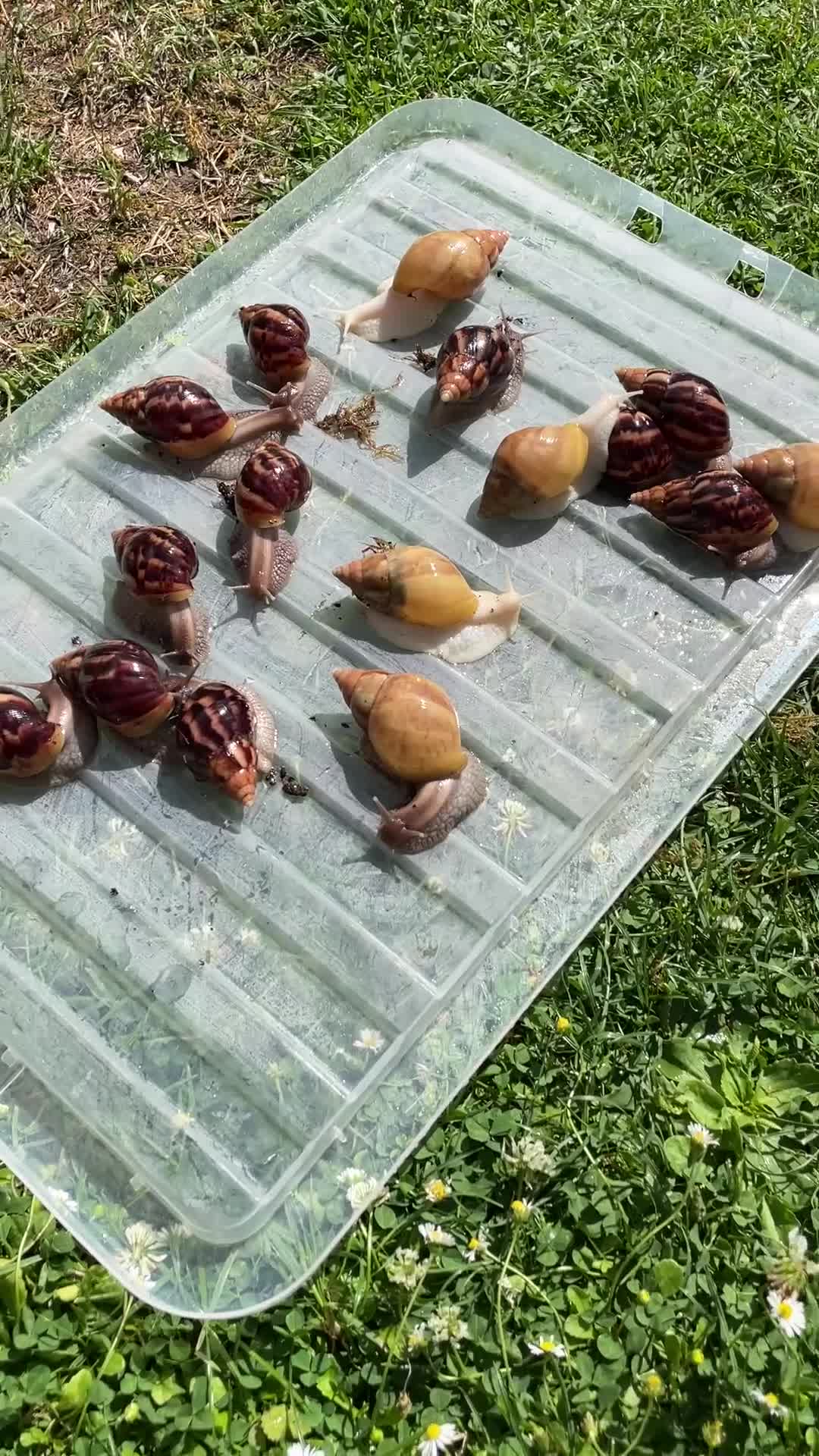 Snails invertebrates for sale: Giant African Snails for sale! - Video 1