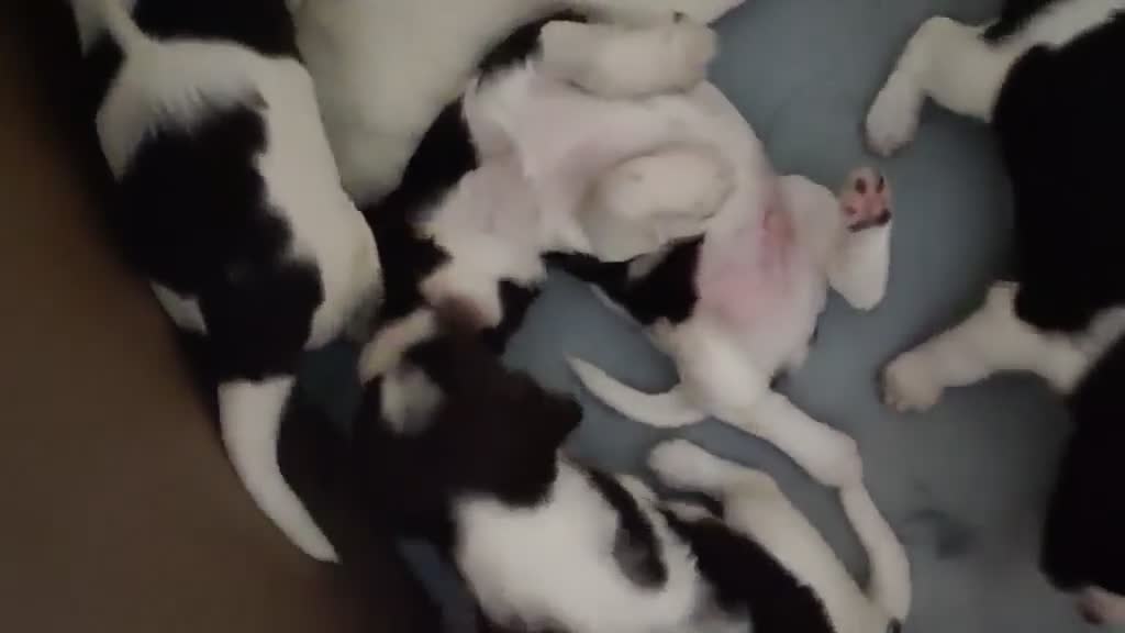 English Springer Spaniel dogs for sale: 🐾Beautiful KC Registered ES Spaniel Puppies🐾 - Video 2