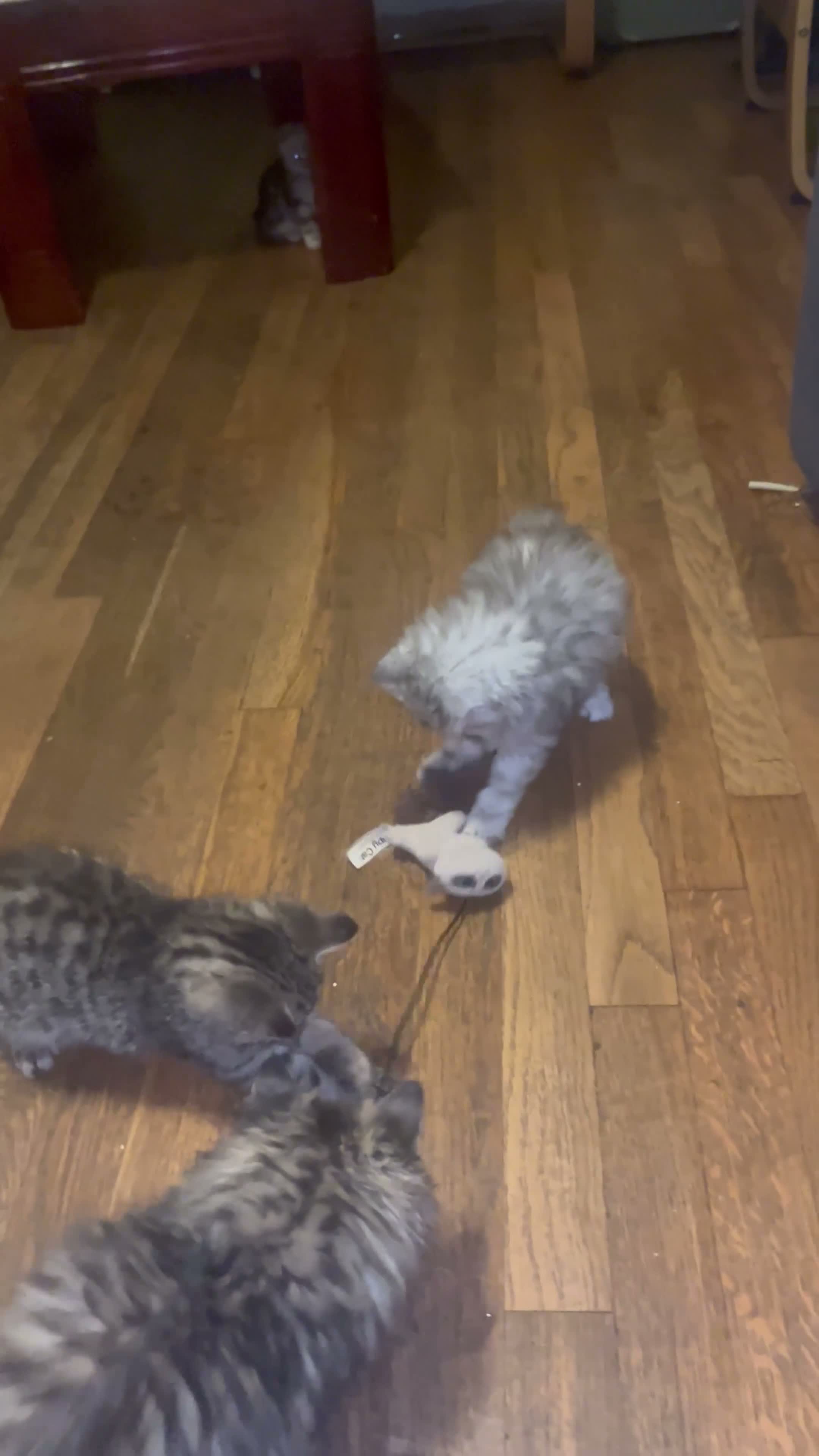 Persian cats for sale: Beautiful healthy Persian X Bengal kittens  - Video 3
